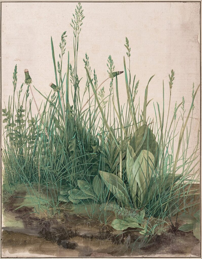 The Great Piece of Turf – Albrecht Dürer, 1503