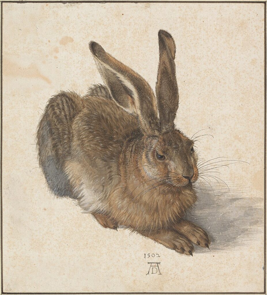 Young Hare – Albrecht Dürer, 1502
