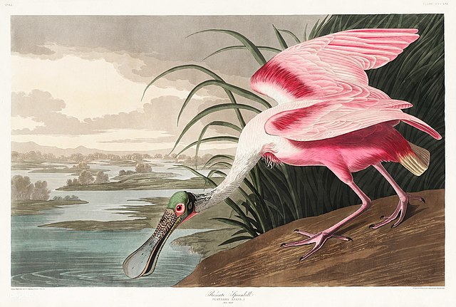 Roseate Spoonbill – John James Audubon