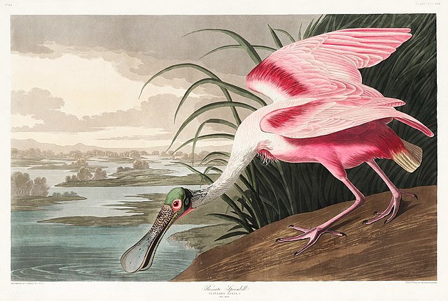 Colhereiro Róseo – John James Audubon