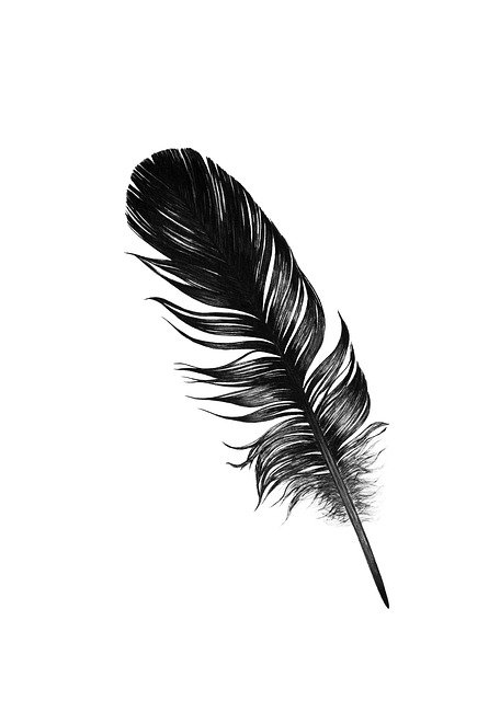 Drawing of a Feather