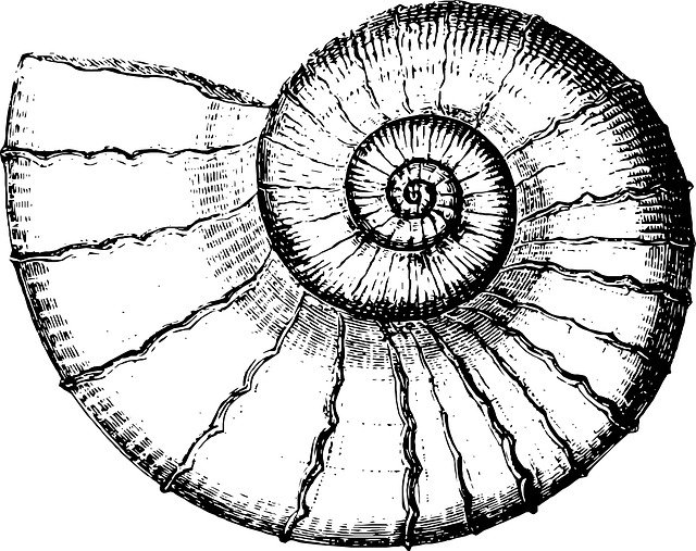 sketch of a sea shell