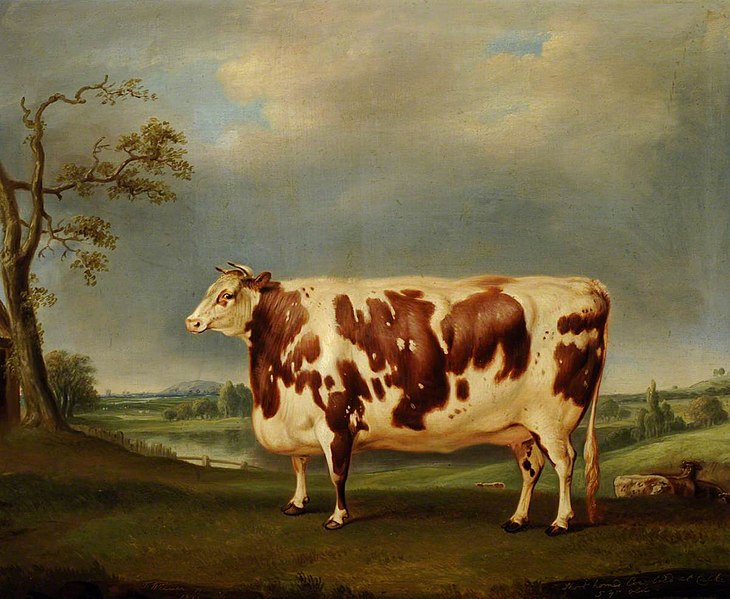 A Brindled Shorthorn Cow, Bred at Calke – Thomas Weaver