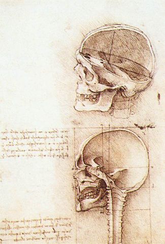 Studies of Human Skull - Leonardo da Vinci