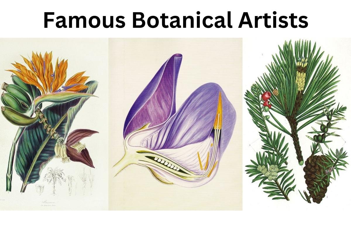 10 Most Famous Botanical Artists Artst
