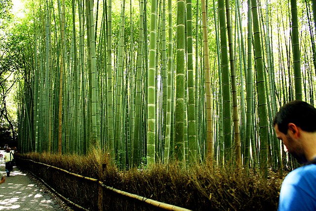 Arashiyama Bamboo Grove
