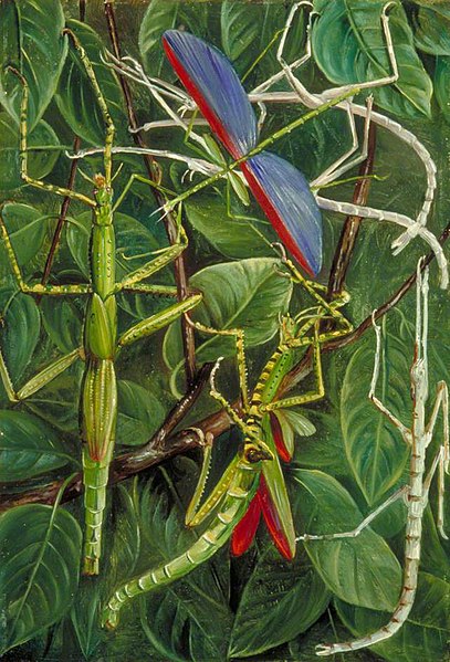 Leaf Insects and Stick Insects Marianne North