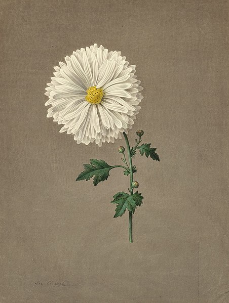 Lise Cloquet