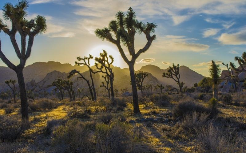 Joshua Tree National Park