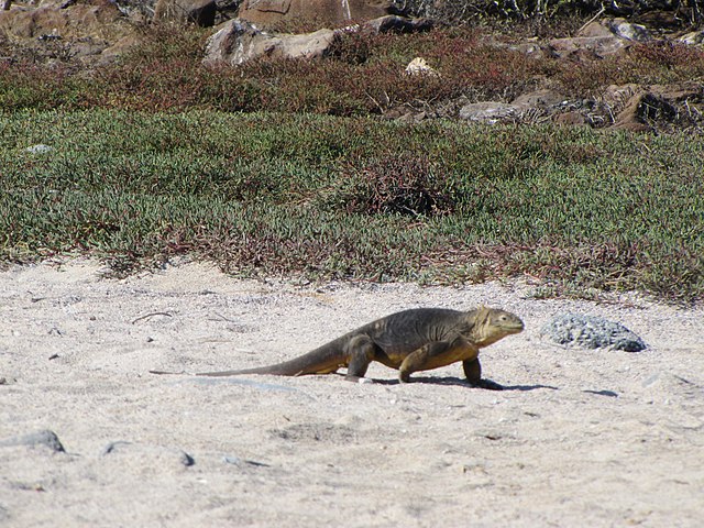 North Seymour Island