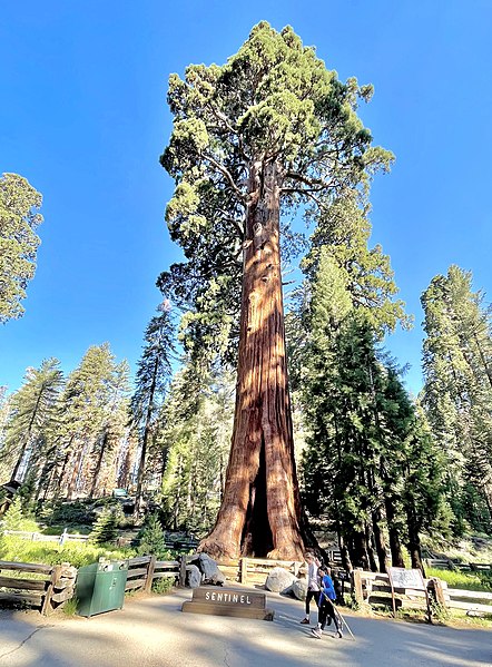 Sequoia National Park