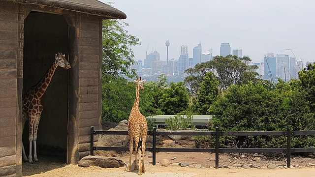 Taronga Zoo Sydney