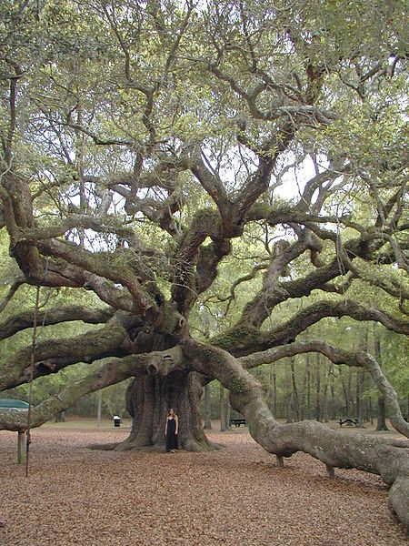 Angel Oak Tree