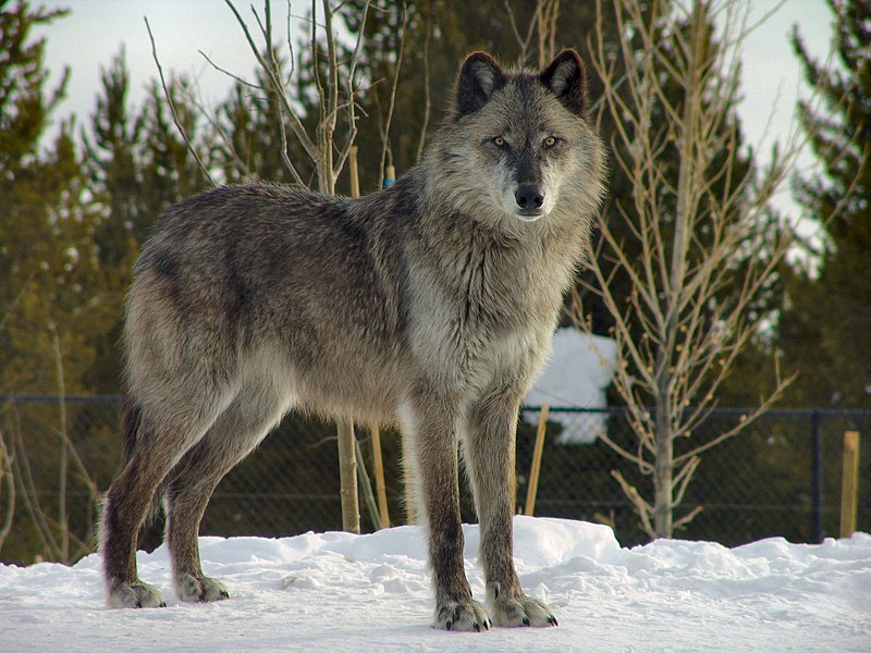 Grizzly & Wolf Discovery Center