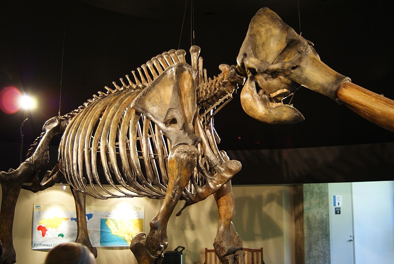 La Brea Tar Pits and Museum