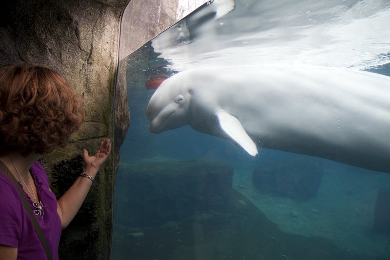 Mystic Aquarium