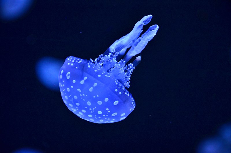 National Aquarium