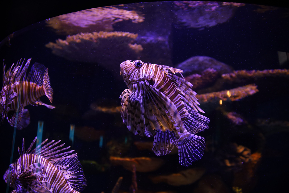 Oklahoma Aquarium