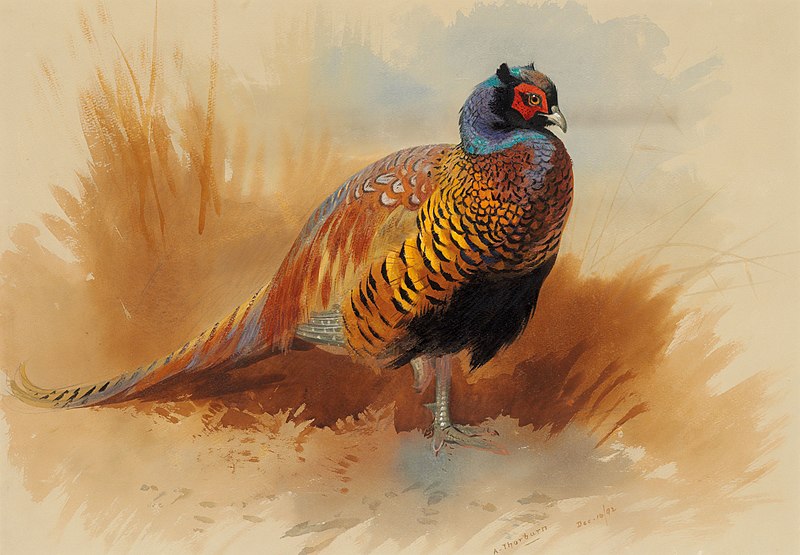 Archibald Thorburn