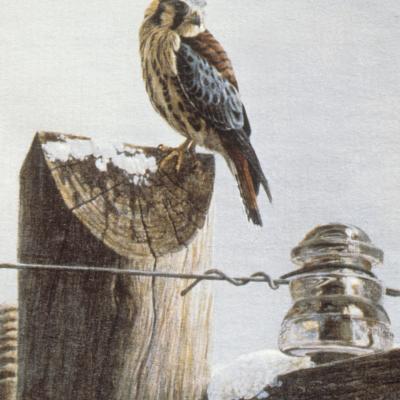 Robert Bateman