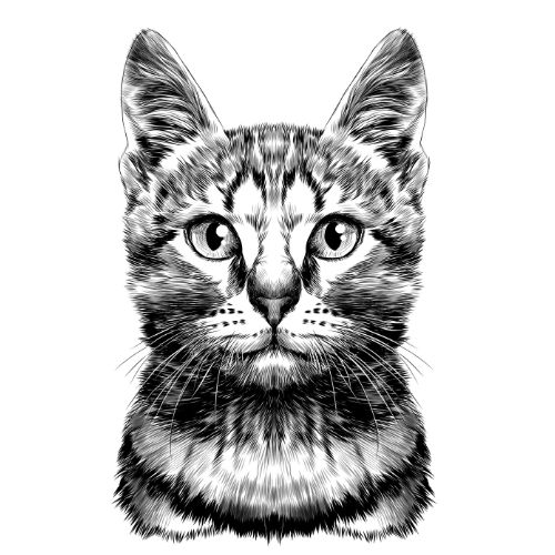 Drawing of a Cat